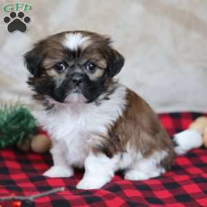 Holly, Shih Tzu Puppy